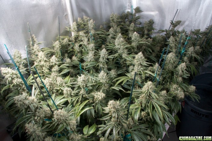 Sativa-OG-Kush-2009_279